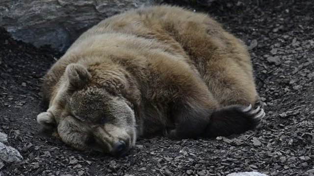 brown bear resting - ursus arctos