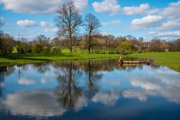Fototapeta na wymiar Reflections in a pond.