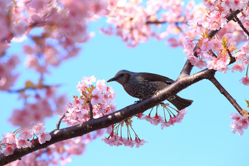ヒヨドリと満開の桜