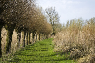 Walking path with pollard willows,  Biesbosch National Park, Netherlands