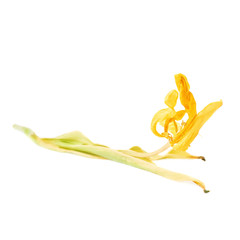 Dried yellow tulip flower over white background