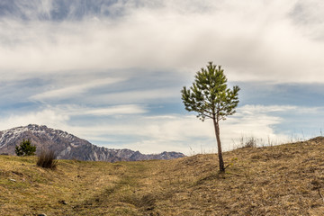 Fototapeta na wymiar One little pine tree at mountains background in springtime