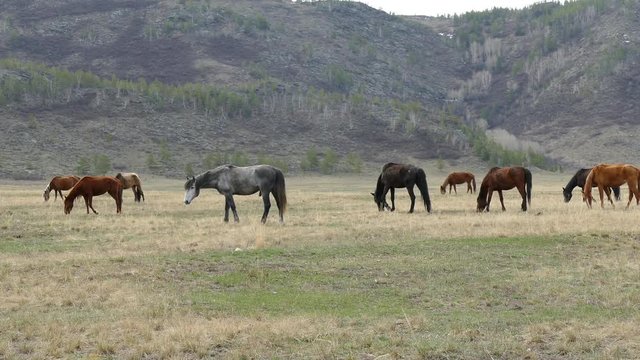 Herd of horses moving across a grassy plain