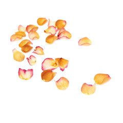 White surface covered with pink rose petals as a romantic background composition