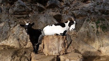 Petites chèvres © Benjamin Sibuet