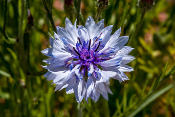 Einzelne Blüte einer Kornblume - Zyane - Centaurea cyanus