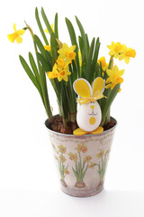 jonquilles du jardin