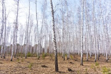 spring birch forest