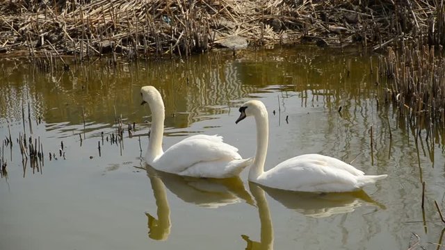 Early spring. Two swans swimming in a pond