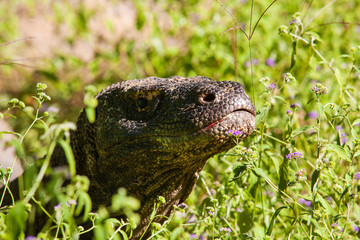 Komodo dragons, Indonesia