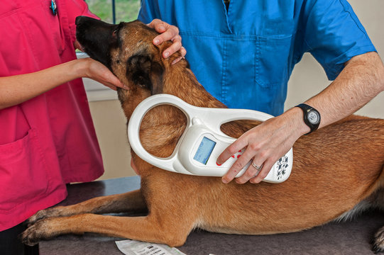 identification par puce électronique est obligatoire pour les animaux domestiques, la puce s'implante a gauche sous sédation.