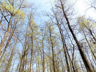 Fototapeta premium Deciduous forest