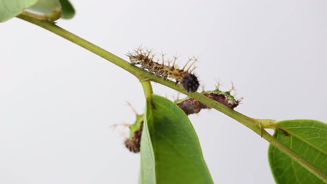 Caterpillar of color Sergeant butterfly are walking on twig
 (Athyma nefte Cramer)