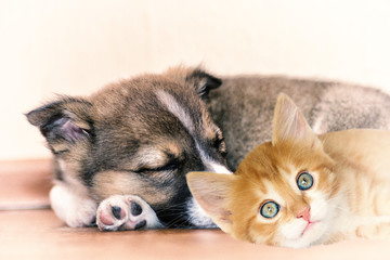 little puppy and kitten