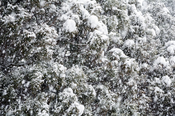 大雪の中の杉の木