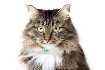 Пушистая бело-серая кошка на белом фоне