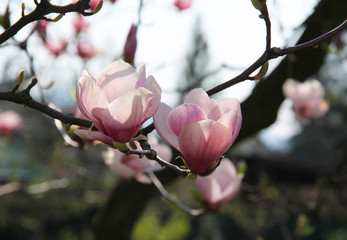 close photo of blooms of magnolia tree