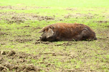 Pig's repose on farm