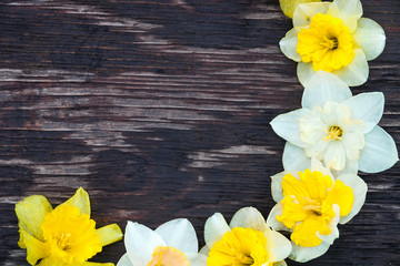 Narcissus on the wooden background. daffodil on wooden background with space for text.
