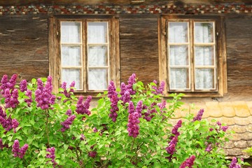 Fototapeta na wymiar Lilac flowers and old rustic windows in background 