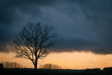 silhouette tree without leaves