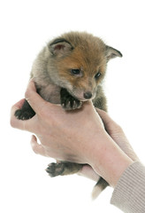 Obraz premium red fox cub in hands