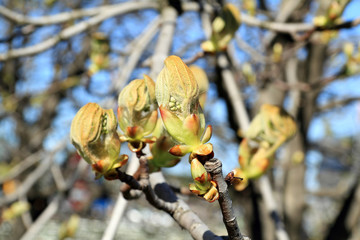 blossomed early chestnuts/Spring flowering chestnut tree in the park