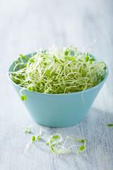 fresh clover sprouts in bowl