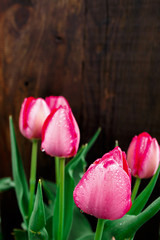Fototapeta premium tulip on wooden background. One flower on the wooden background, copy space