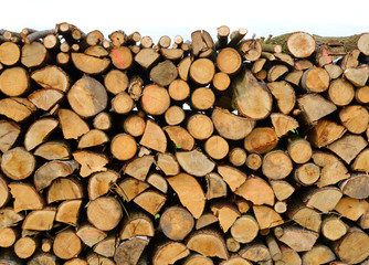 Brennholz Laubbaumschnitt