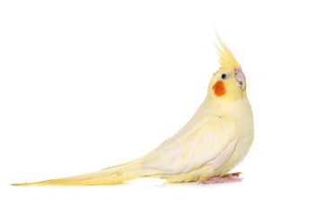 Naklejka premium cockatiel in studio