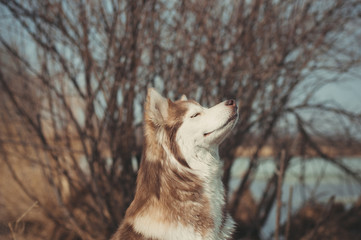 Very pleased pale Siberian husky