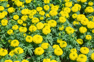 Yellow Marigolds flower
