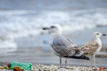 Gull searching for food  between rubbish on beach at naples