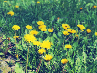 Fototapeta premium dandelions