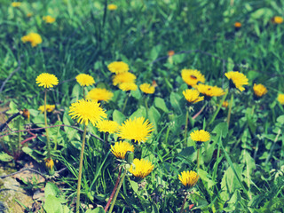 dandelions