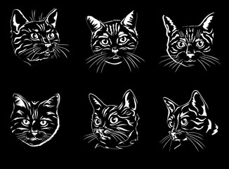 cat, portrait, graphic image, black portraits of cats