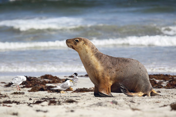 Fototapeta premium Australischer Seelöwe (Neophoca cinerea)