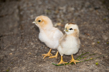 Baby Chicken is Young Bird Farm Small Bird Animal.