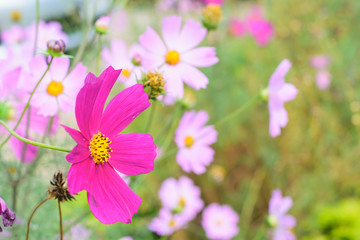 Obraz premium Cosmos Flowers Blooming