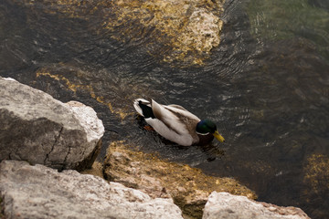 Duck into garda Lake, Italy
