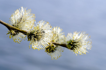 flowering willow branch over water