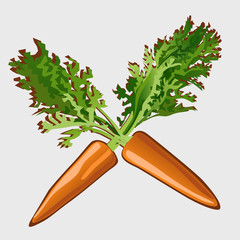 Two carrots with leaves, vector isolated object