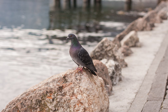 Pigeons at Garda lake