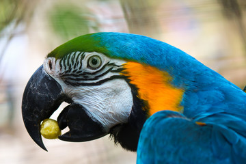 Blue and yellow macaw eating
