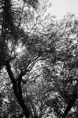 tree and branches silhouette