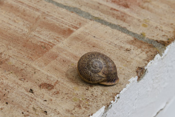 Schnecke