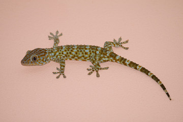 gecko on the wall