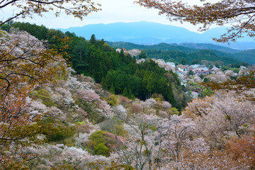 Beautiful white cherry blossom landscape on Mount Yoshino in Nara, Japan