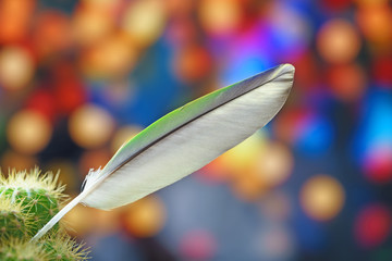 Nature feather color on bokeh background